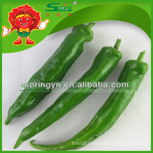 Top Grade big green chilli exporter